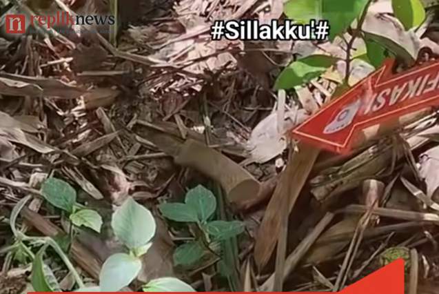Pisau Pelaku Pembunuhan di Tikala Toraja Utara Ditemukan di Semak-semak, Dibuang Usai Tikam Korban