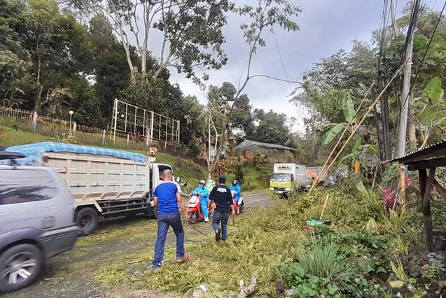 BPBD Tana Toraja Tebang Pohon Rawan Tumbang di Poros Makale-Rantepao