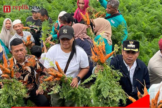 Bupati Zadrak bersama Warga Kelurahan Pasang Panen Raya Wortel